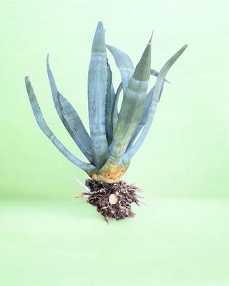 Agave adulta