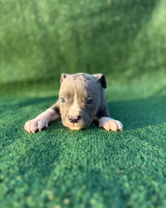 Amstaff