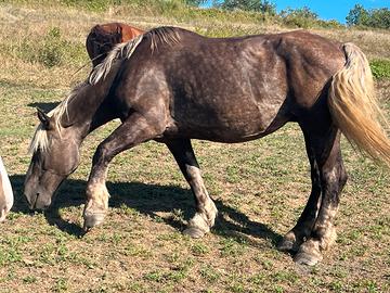 Cavalla Trait Francais