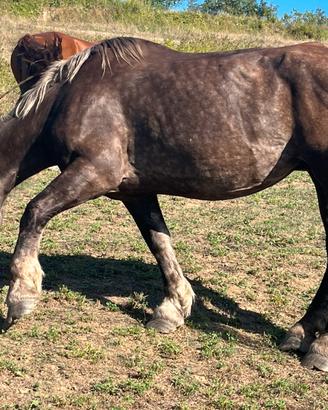 Cavalla Trait Francais