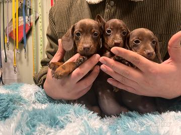 Ultimi cuccioli di bassotto nano Cocolate