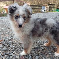 Pastore shetland sheepdog litter G 2024