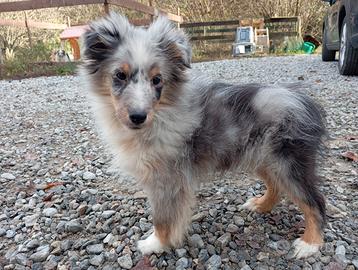 Pastore shetland sheepdog litter G 2024