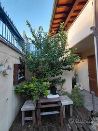 albero limone