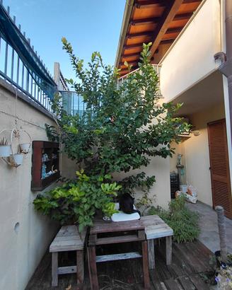 albero limone