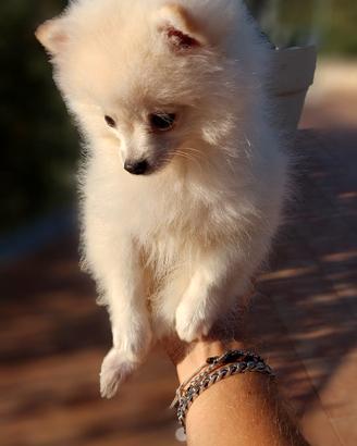 Spitz di pomerania