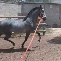 Cavallo spagnolo