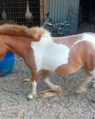 Pony