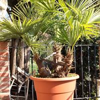 3 Palme in vaso Bell issime