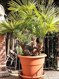 3 Palme in vaso Bell issime