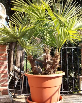 3 Palme in vaso Bell issime