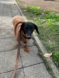 Bassotto nano nero focato