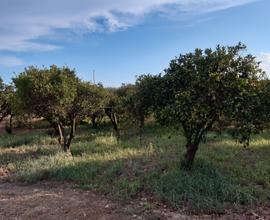 Terreno agricolo