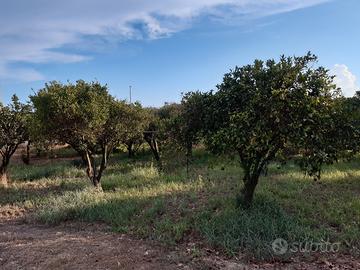 Terreno agricolo