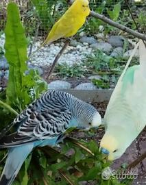 Pappagallini ondulati maschi e femmine