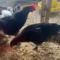 Marans