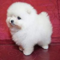 Cuccioli di Spitz di Pomerania mini toy