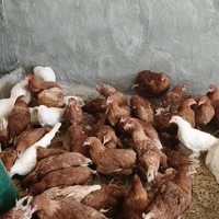 Galline