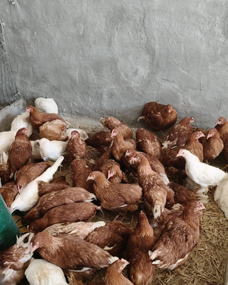 Galline