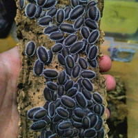 Isopodi per terrari