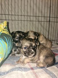 Chihuahua