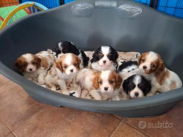 Cavalier king con Pedigree Enci e certificazioni