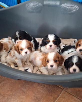 Cavalier king con Pedigree Enci e certificazioni