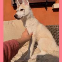 Siberian Husky