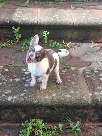 Chihuahua maschio con Pedigree