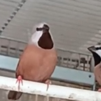 Diamanti bavetta, Mandarino Charcoal, ruficauda