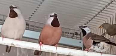 Diamanti bavetta, Mandarino Charcoal, ruficauda