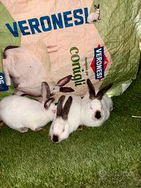 Conigli California iscritti con codice ANCI