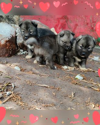 Siberian husky pedigree enci