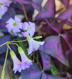 Oxalis triangularis piante bulbi