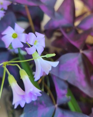 Oxalis triangularis piante bulbi