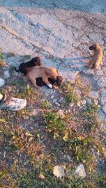 Adorabili cuccioli taglia piccola