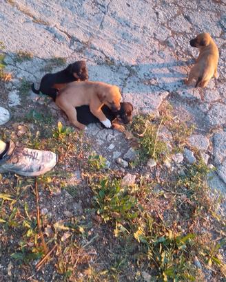 Adorabili cuccioli taglia piccola