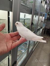 Calopsite allevata a mano albino