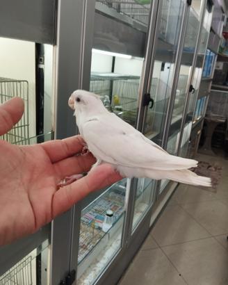 Calopsite allevata a mano albino