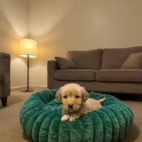 Cuccioli Golden Labrador