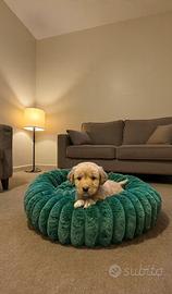 Cuccioli Golden Labrador