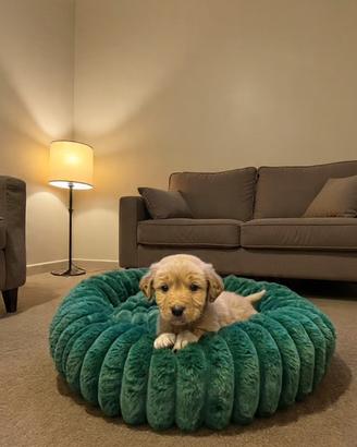 Cuccioli Golden Labrador