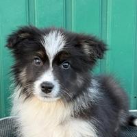 Cuccioli Border collies