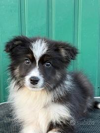 Cuccioli Border collies