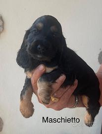 Cocker con Pedigree ENCI