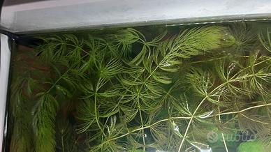 Ceratophyllum