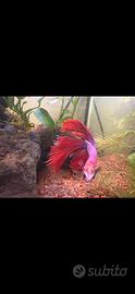 Betta spendens halfmoon