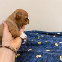 Chiuhuahua