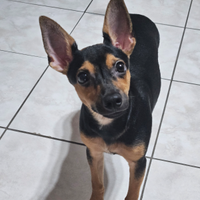 Pinscher nano