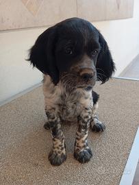Cuccioli di Èpagneul Breton